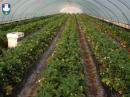 Obavještenje za proizvođače koji imaju zasnovanu proizvodnju jagoda u zaštićenom...